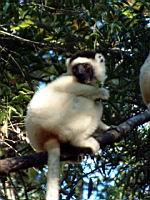 ����� ����� - �����